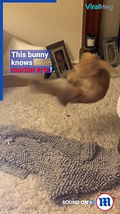 42K views · 430 reactions | Rabbit Style! | Daily Mail Video | Facebook