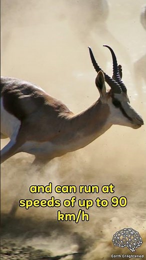 Springboks | FASTER Top Speed Than LIONS!