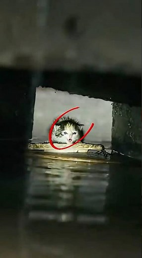 The Smart Dog Didn’t Steal the Flashlight—He Saved the Kitten #rescue #goldenretriever #dog