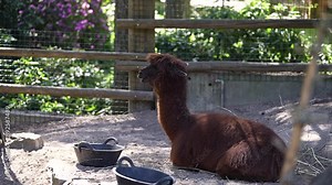 Alpaca Lama pacos Lying on a sunny day in the zoo grounds Stock Video