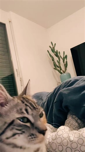 Funny Cat Video with Nokia 3210 Sound