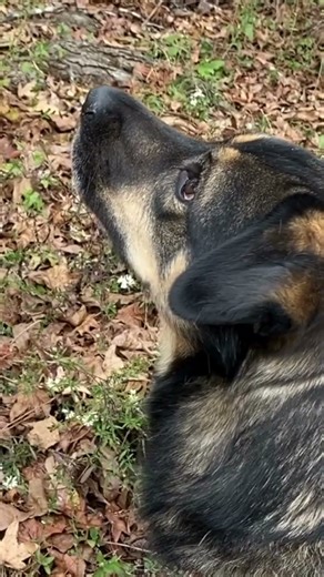 The Alien Invasion?? #shorts