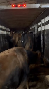 Come with me to load fresh cows into the trailer. | TDF Honest Farming