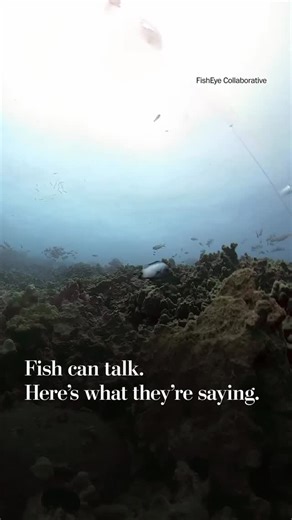 The Oxygen Project on Instagram: "What sound does a fish make? Turns out, quite a lot. Using 360-degree cameras and sensitive microphones, researchers have recorded fish producing an unexpected mix of thumps, honks, burps, rattles, and clicks. Unlike birds or whales, fish don’t sing with lungs, they’ve evolved quirky ways to make noise. Triggerfish drum their fins, snappers rattle their swim bladders, soldierfish vibrate sonic muscles, and parrotfish scrape algae with their beaks. These sounds h