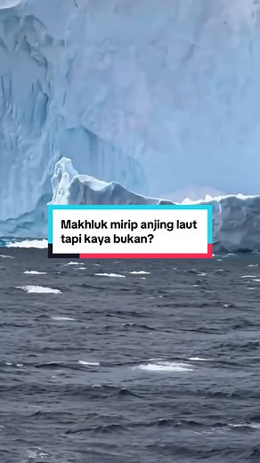 Sebuah rekaman dari wilayah es Antartika mendadak viral setelah memperlihatkan sosok makhluk aneh yang belum pernah terlihat sebelumnya. Tubuhnya menyerupai gabungan reptil laut purba dan mamalia kutub. Dengan sirip panjang, kulit tebal berbintik, serta bentuk kepala yang tidak biasa, banyak orang percaya makhluk ini mungkin berasal dari spesies laut dalam yang belum teridentifikasi. Beberapa teori internet menyebut: • evolusi tersembunyi di bawah lapisan es Antartika, • makhluk purba yang berha