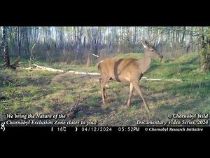 Wildlife of Chornobyl: What Animals Eat in the Red Forest This Spring