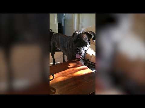 My dog puts himself on timeout!