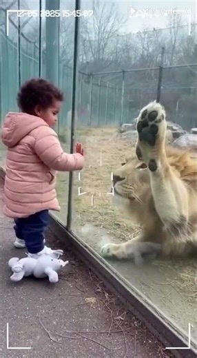 Rare Zoo Moment Calm Lion Meets a Toddler – Caught on Camera!....