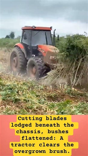 Cutting blades lodged beneath the chassis, bushes flattened: A tractor clears the overgrown brush.