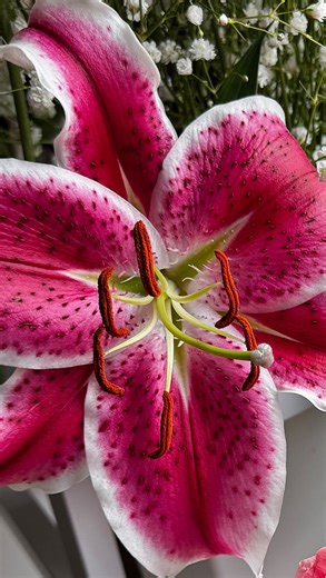 Jasmyne🌺 on Instagram: "Watch me do surgery in 15 seconds😷💉 Did you know that there are female and male flowers🤨? Most likely you did but it never ceases to amaze me Nails By: @sydthenailkid_ 💅🏾 🌸 🌸 🌸 #faithbasedbusiness #lily #florist #voiceover #viralreels"