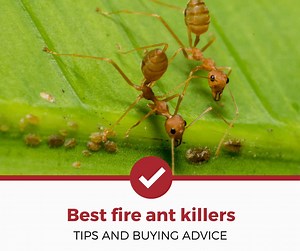 Top 5 Best Fire Ant Killers - Today's Homeowner