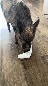 My pig is showing me how to work the PlayStation 🤷‍♀️🐷