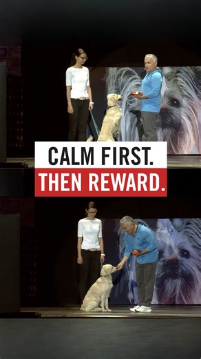 Cesar shows how calm patience and timing create respect. No forcing, no excitement. In just three introductions, the dog chooses calm before reward. Cesar enseña cómo la paciencia en calma y el momento adecuado crean respeto. Sin forzar, sin excitación. En solo tres presentaciones, el perro elige la calma antes de la recompensa | Cesar Millan