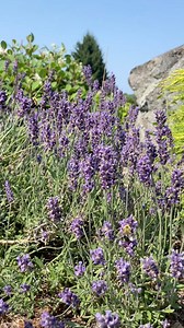 Lavender pruning guide in under a minute! The best time to prune lavender is late winter/early spring, but if you didn’t get around to it, that’s ok! Here’s how to clean it up so it thrives this summer. #gardening #gardening101 #gardeningforbeginners #lavender #lavenderfields | Blueacre Garden