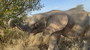 What it means when we call elephants "ecosystem engineers"