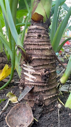 Discovered a Unique Tree Sap in the Wild 🌳💧. #short #satisfying #nature