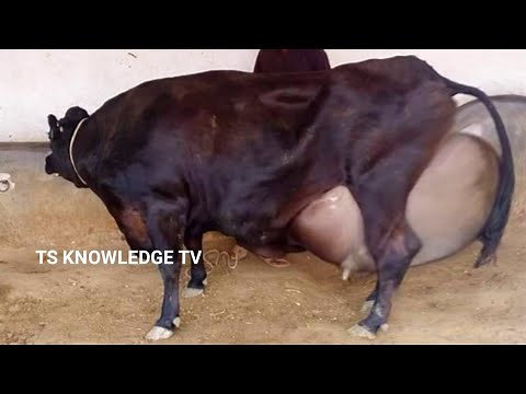 Top 10 Biggest Udder Highly Milking Cows #Dairy_Farming