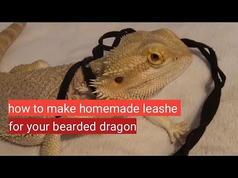 how to make a homemade leash for you bearded dragon