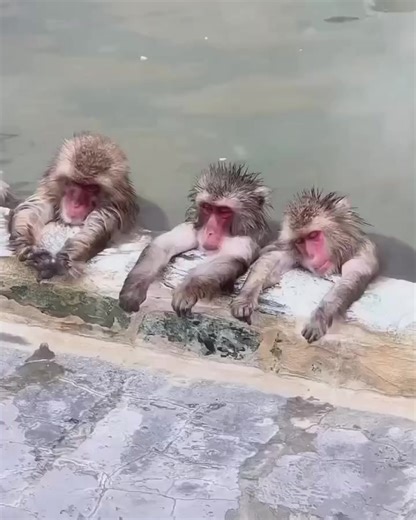 12K views · 222 reactions | Singes des neiges japonais  #singedesneiges | Espace Échanges et Détente | Facebook