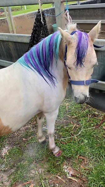 Transforming My Pony into a Real Life Rainbow Pony!