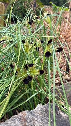 The internet landscape today is flooded with pretty but altogether fake images of common garden plants, with the "black flowers" theme being quite popular. Iris tuberosa however is completely real and a great garden plant that we enjoy every winter. #iris #gothgarden #blackflowers #wednesdaywouldapprove | Plant Delights Nursery, Inc.