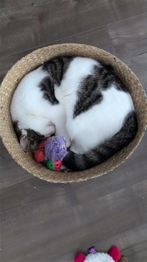 La chanson du chat triste… préparez vos cœurs