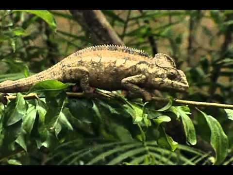 The Most Extreme - Hissy Fits - Animal Planet part 1