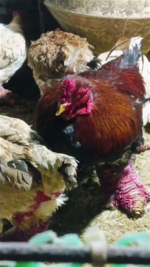 A rare rooster with legs as long as a dinosaur