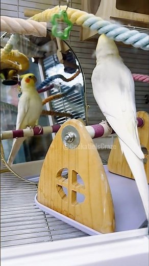 Adorable Cockatiel Jerry's Super Cute Singing and Dancing Moments 🎶🦜☺️💖#cockatielscraze #birdsinging