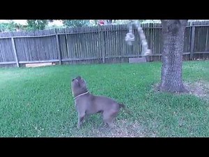 Dry County Bullies Diesel Powered Largest XL XXL Blue Huge American Pitbull on the rope