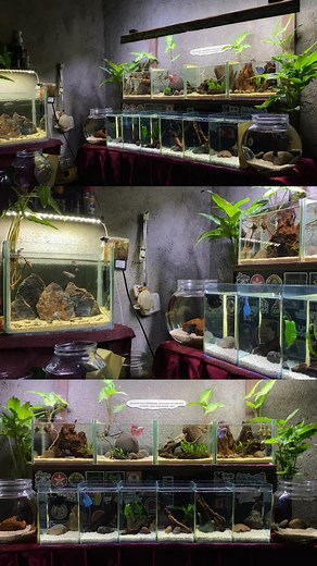 Aquarium Cupang: Tips and Setup