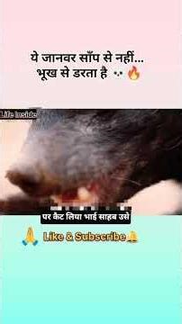 भूखा Honey Badger 😱#animals #wildlife #documentary #animalstory