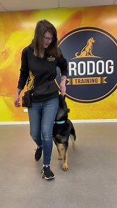 FOCUSED HEEL Rear End Awareness (Nicole & Kali) A focused heel is made up of many many small independent skills and components that we ultimately tie together. All of the pieces are essential to build a coordinated and clear picture for the dog. Note: A focused heel is used for competition purposes. This is not a loose lead walk. A LLW is a completely different skill. #dogtraining #focusedheel #heel #dogsport #gsd #germanshepherd | Pro Dog Training