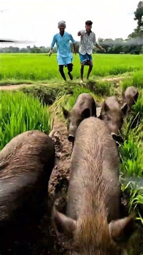 Smart Farming Drone Protection Strategy 🚁🌾🛰️ #rurallife #villagelife #smartfarming #dronetechnology