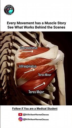Shoulder Anatomy Simplified | Rotator Cuff Muscles Explained | MBBS Memes
