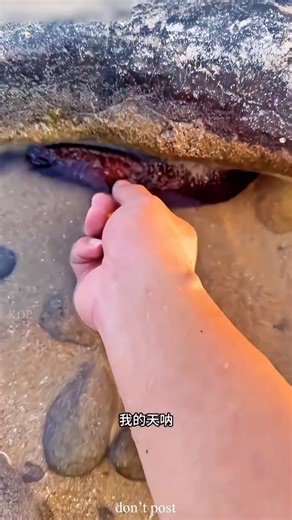 are ye kaisi machali