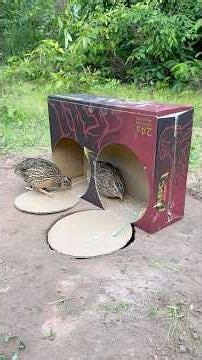 Beautiful Creativity Quick Quail Trap Using Cardboard Box #youtubeshorts