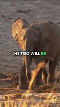 Lions Hunt an Injured Elephant Calf | Predators at Work