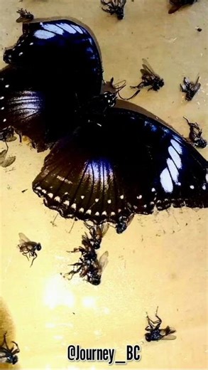 🦋Please help me‼️#shortsfeed #butterfly #shorts