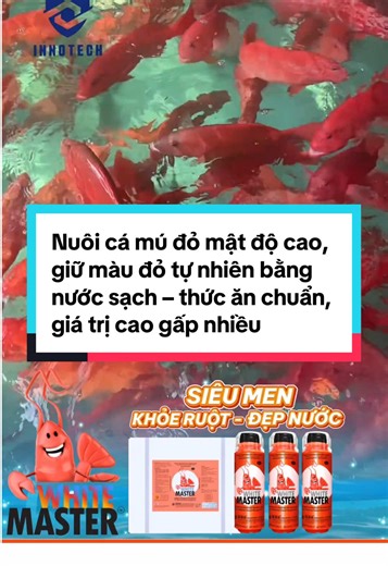 Nuôi cá mú đỏ mật độ cao, giữ màu đỏ tự nhiên bằng nước sạch – thức ăn chuẩn, giá trị cao gấp nhiều lần cá mú thường, nhìn vậy mà cả một câu chuyện phía sau.#INNOTECH #visinhnguyenlieu #nuoihaisan #haisan #ca