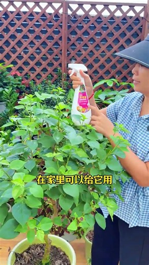Revive Your Bougainvillea: Fixing Tender Branches