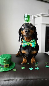'Happy St Patricks Day from your favourite balancing hound!' 🍀 ~ Harlso 🐾 | Harlso the Balancing Hound