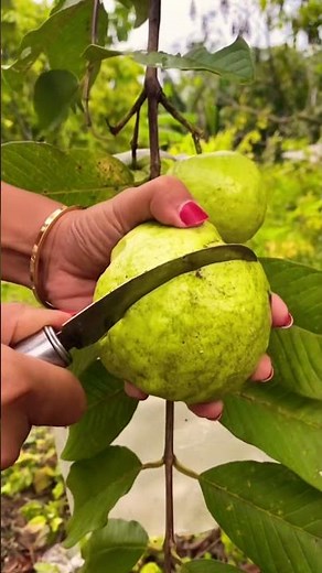 Guava Fruit Fres From Tree #guavafruit