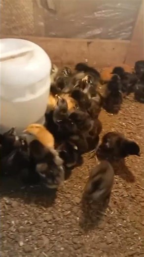 Successful Incubation 100% 🔥 | Baby Chicks Hatching Complete Guide #viral #kitbirds #chicken #villag