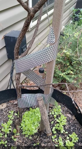 Watch Using De-Bird Scare Tape for 1st Time - What You Should Know on Amazon Live