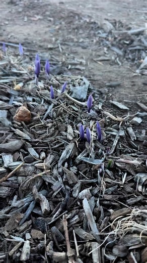 Big Pharma doesn’t want you to know this…A tiny purple flower might be just as powerful as antidepressants — without the nasty side effects.It’s called saffron.Multiple studies have shown saffron can help: • Boost your mood • Calm anxiety • Improve focus (even in ADHD patients) • Reduce PMS and menopausal symptoms • Support brain healthAnd unlike prescription meds… saffron won’t numb you out or wreck your gut.But here’s the crazy part:You can actually grow it yourself.Right in your backyard. In 