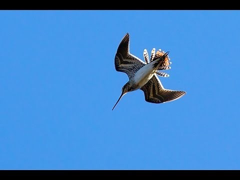 Common snipe / Taivaanvuohi