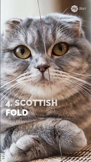 5 Lovable and Affectionate Cat Breeds