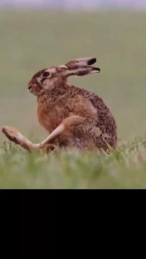 Faster Than a Fox? The Brown Hare’s Incredible Speed 💨