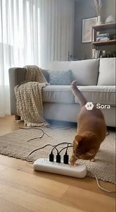 Hero Cat Saves the Day from Exploding Power Strip #viral #hero #cat #cats
